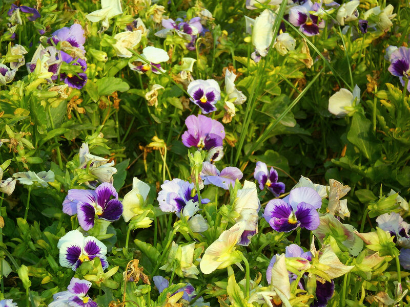 purple and white pansies in a garden