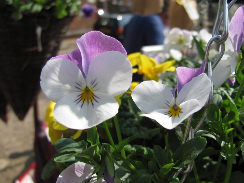 Purple and white pansies in a hanging basket