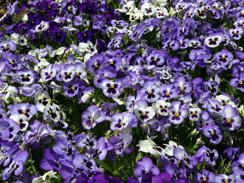 purple and white pansies in bloom