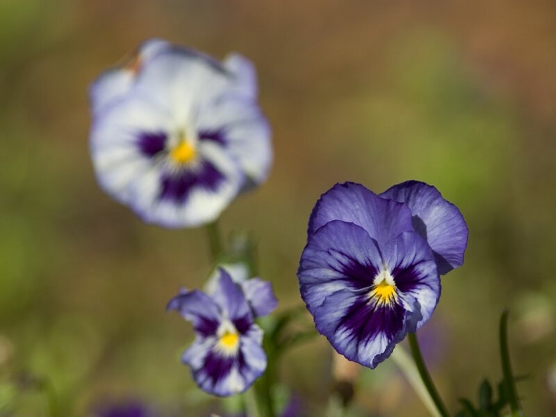 Purple and white pansies in bloom