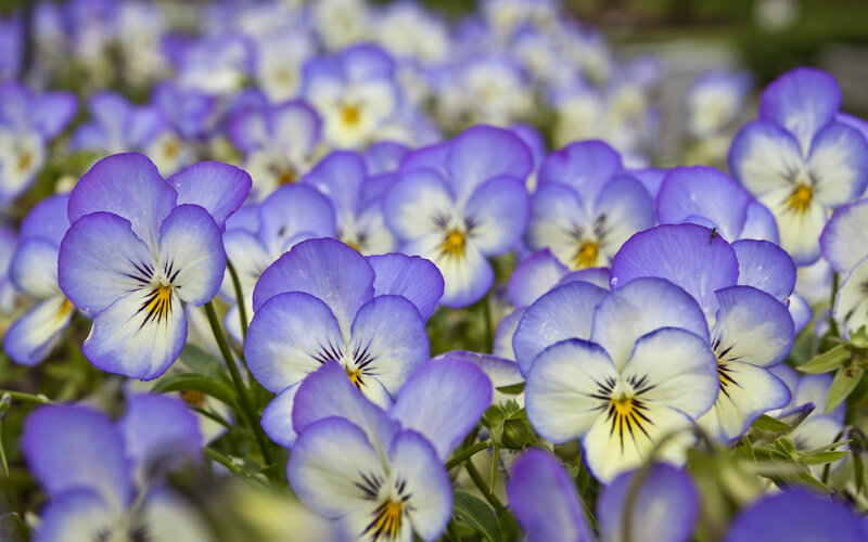 purple and white pansies in bloom