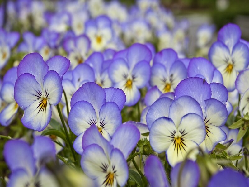 Purple and white pansies in bloom