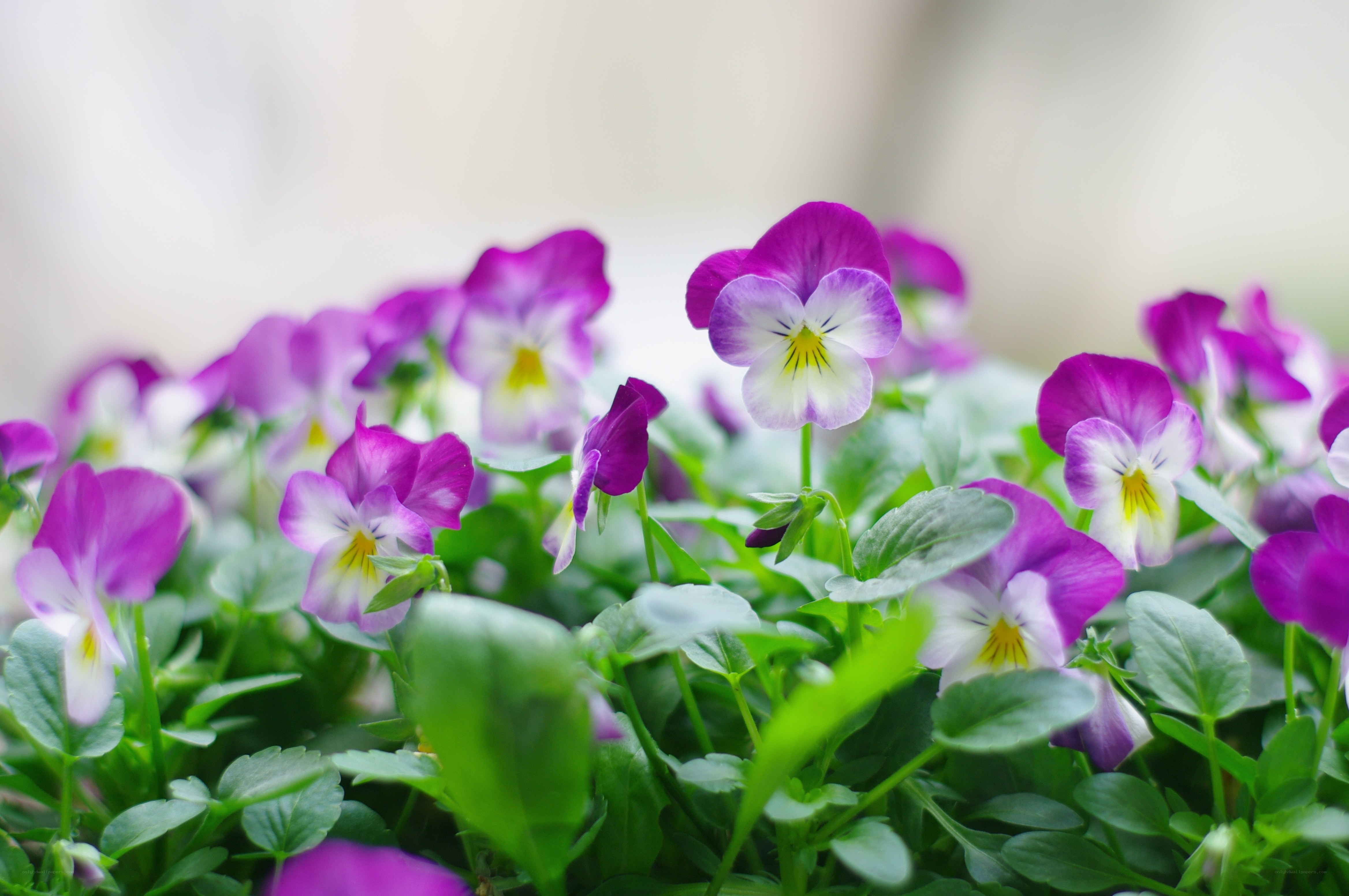 Purple and white pansies in bloom