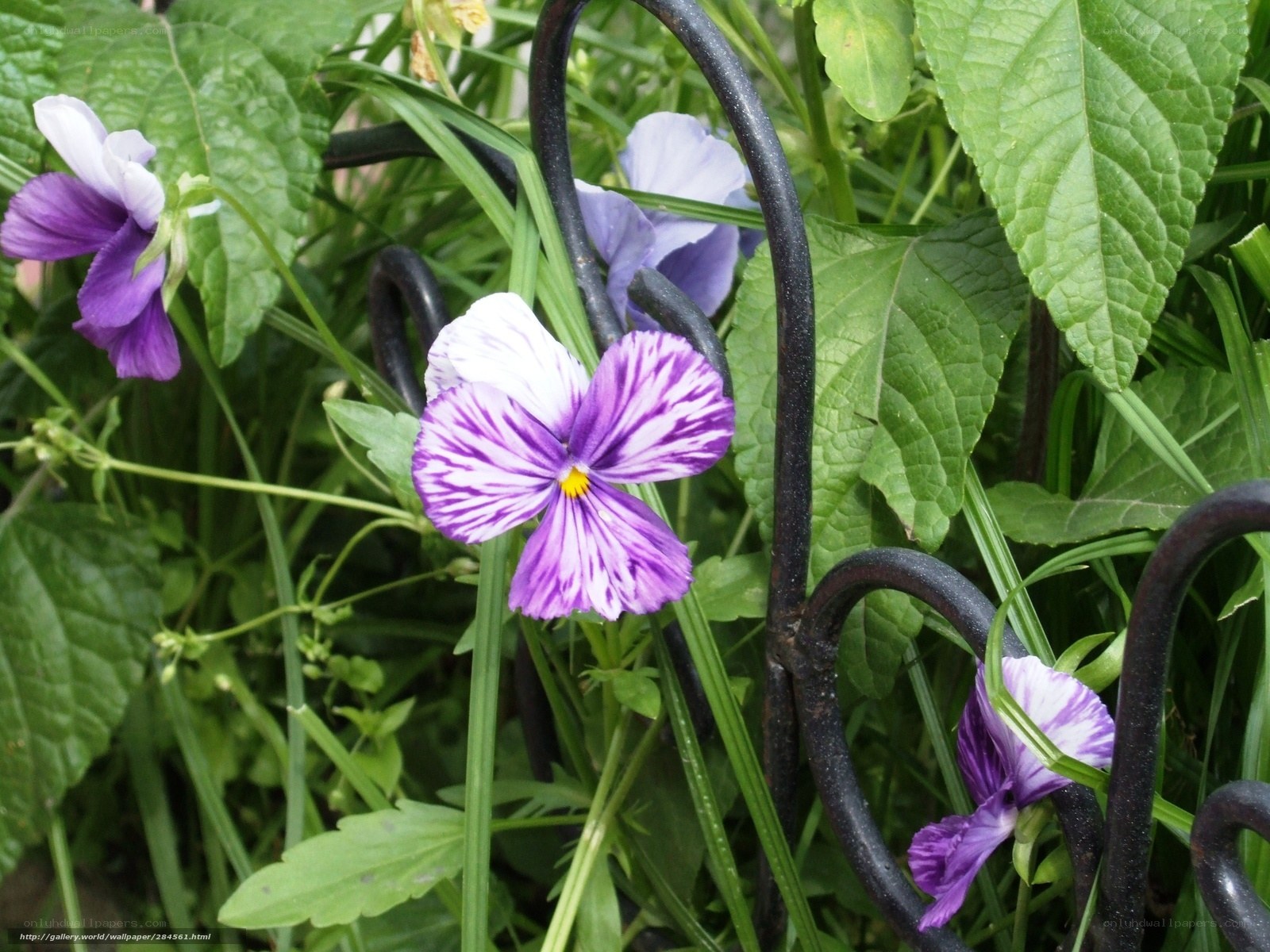 Purple and white pansies in garden