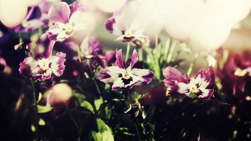 Purple and white pansies in sunlight