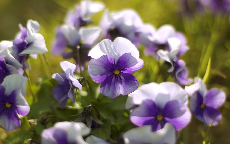Purple and white pansies in sunlight