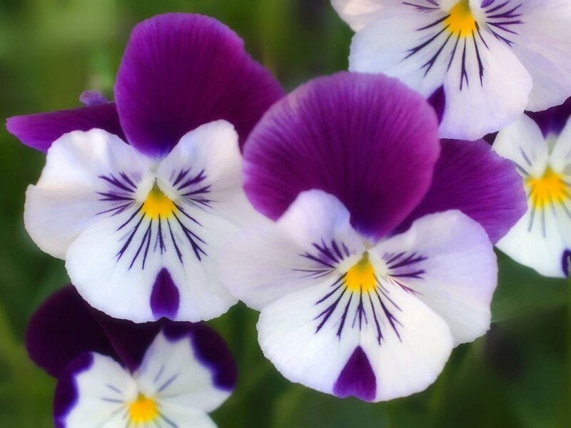 Purple and White Pansies — Photograph