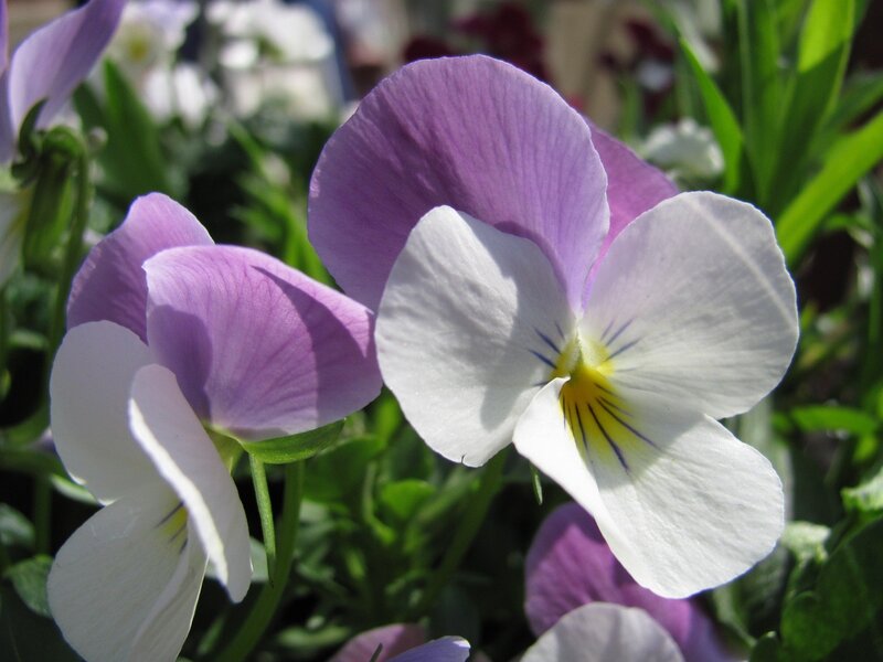 Purple and White Pansies — Serene, Afternoon, Photograph