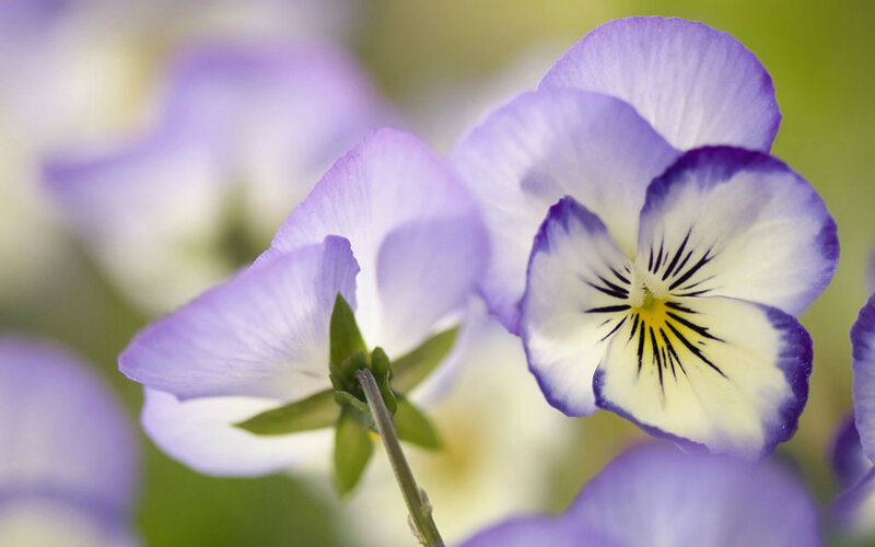 Purple and White Pansies — Serene, Spring, Photograph