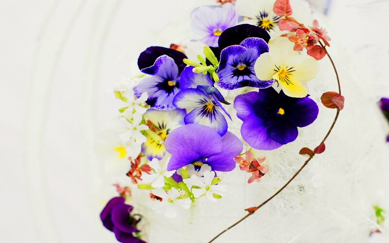Purple and White Pansies — Serene, Spring
