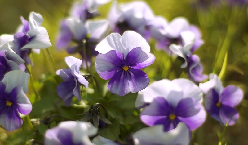 Purple and White Pansies — Serene
