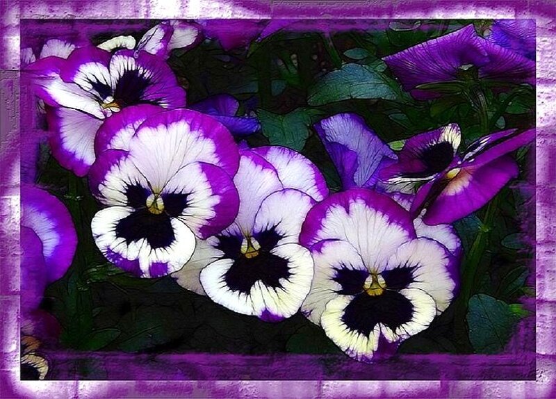 Purple and White Pansies — Vibrant, Digital Art
