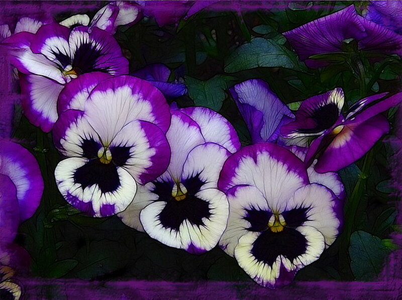 Purple and White Pansies — Vibrant