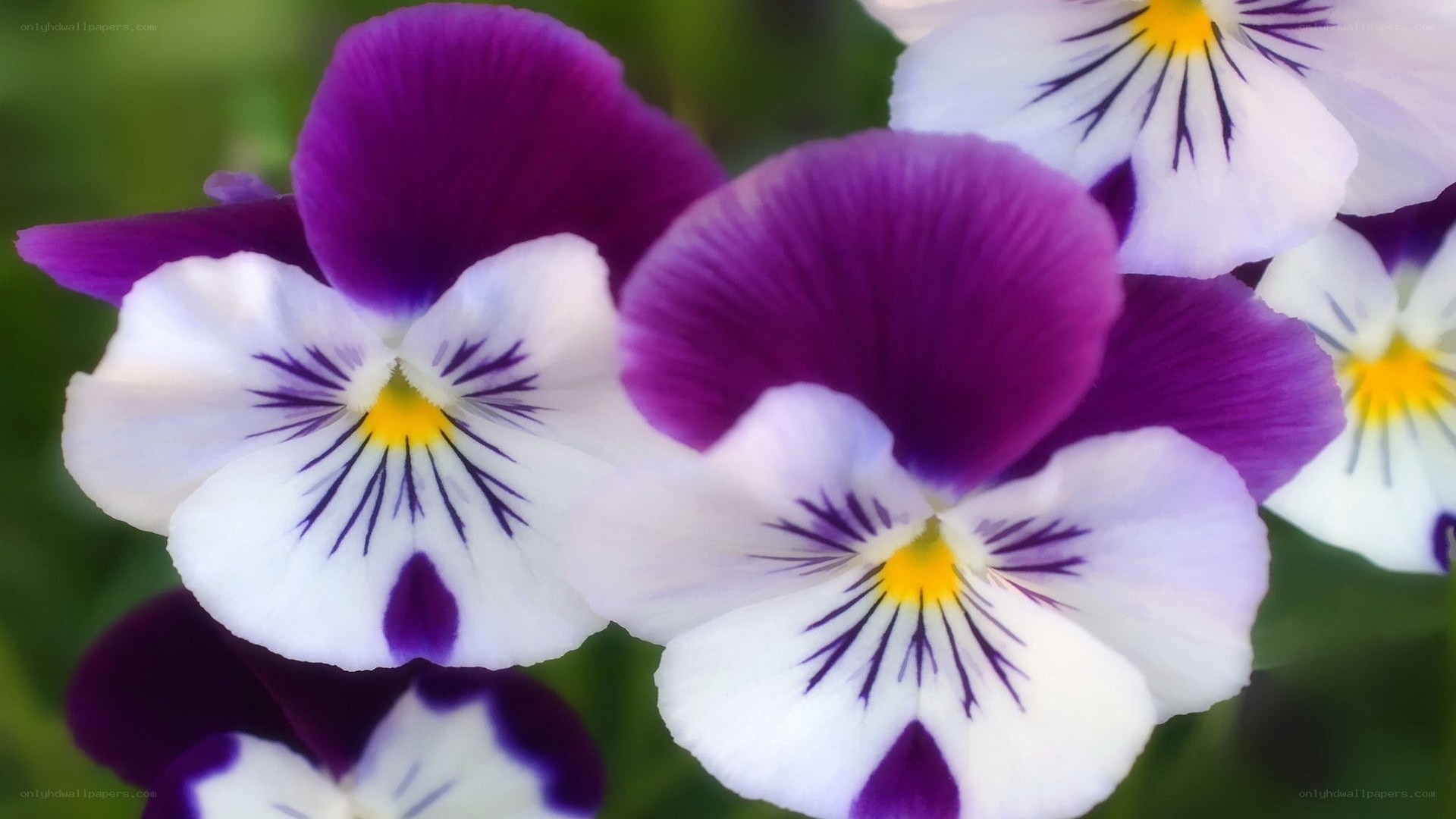 purple and white pansies