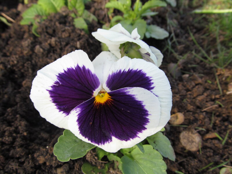 Purple and White Pansy — Calm, Afternoon
