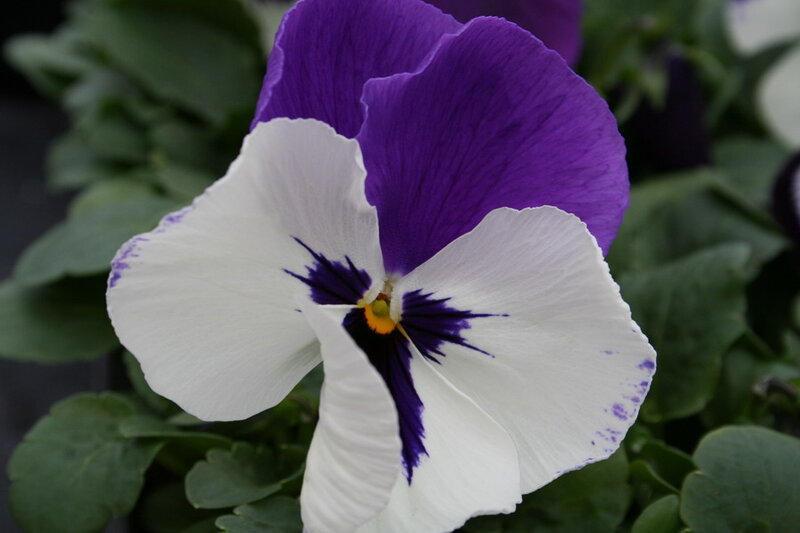 Purple and White Pansy — Calm, Photograph