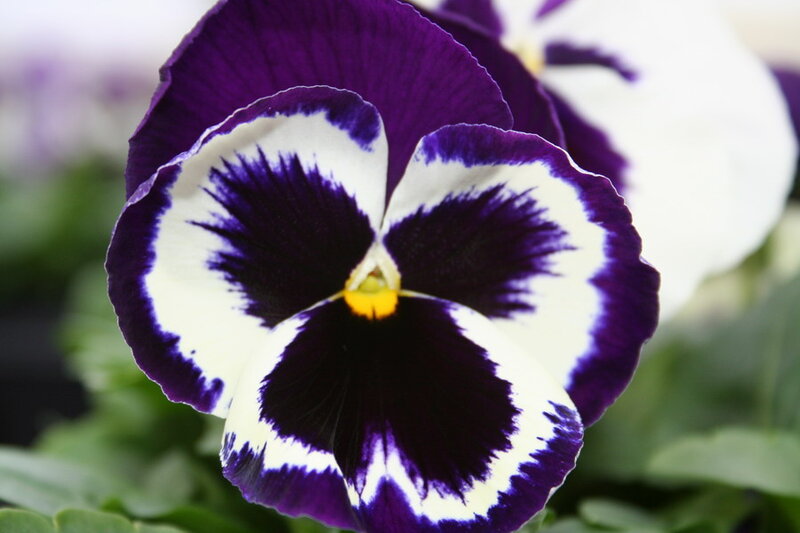 Purple and White Pansy — Calm