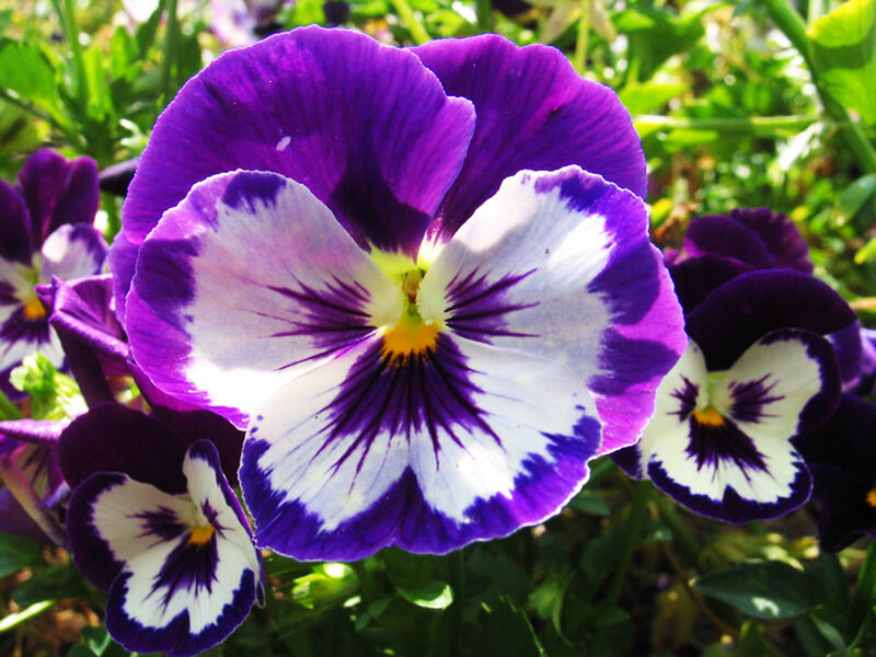 Purple and White Pansy Flower — Bright