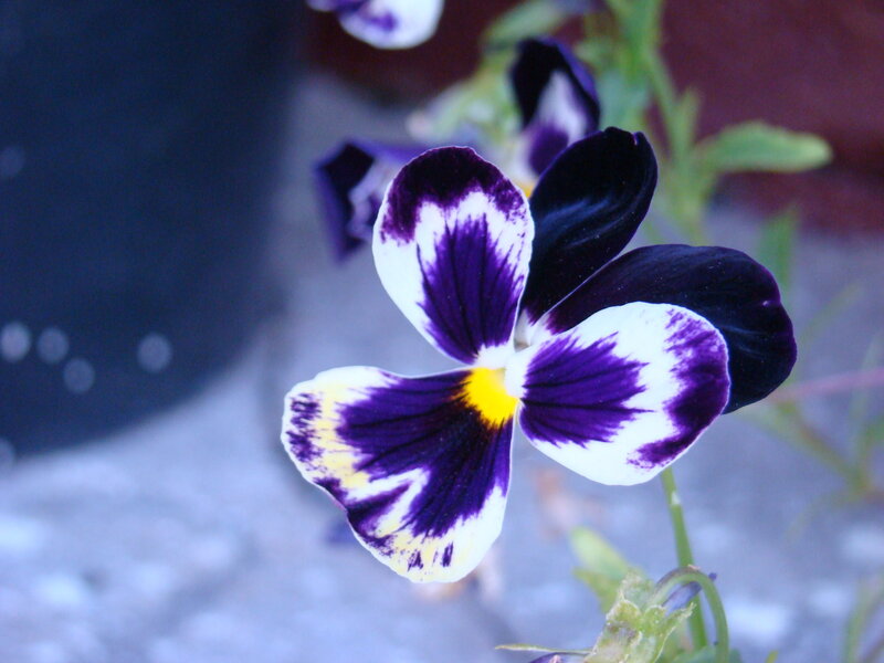 Purple and White Pansy Flower — Calm, Photograph, Green Stem