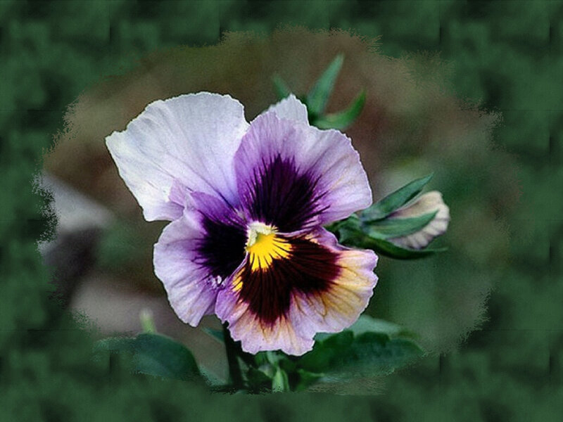 Purple and White Pansy Flower — Calm