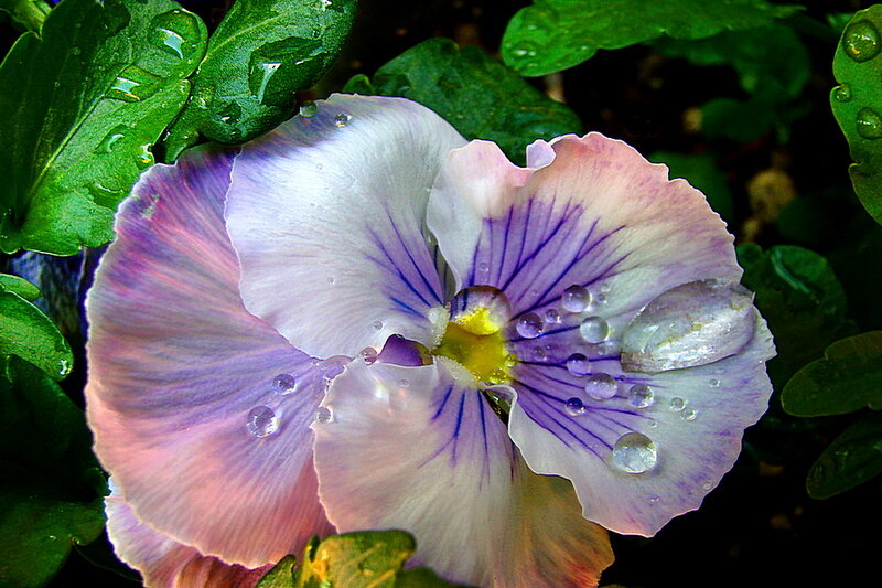 Purple and White Pansy Flower — Serene