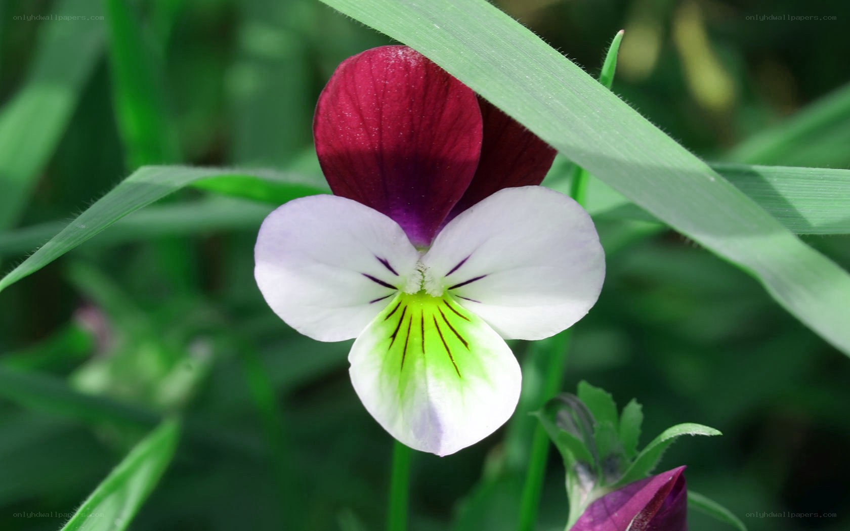 purple and white pansy flower