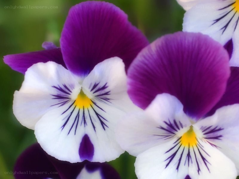 purple and white pansy flowers
