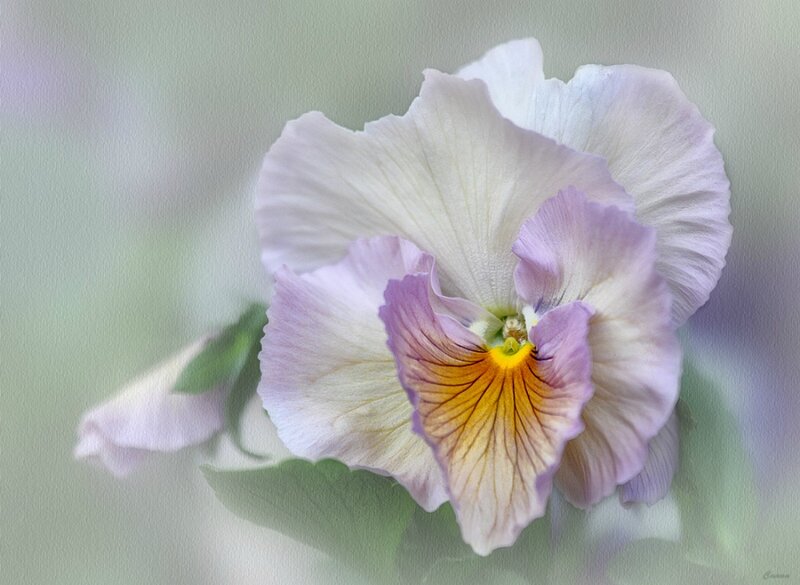 Purple and White Pansy — Serene, Photograph