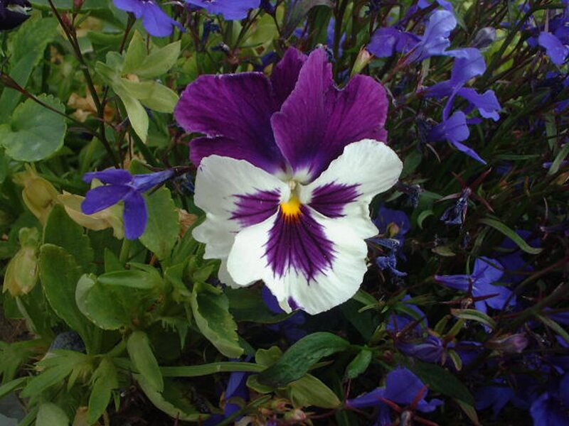 Purple and White Pansy