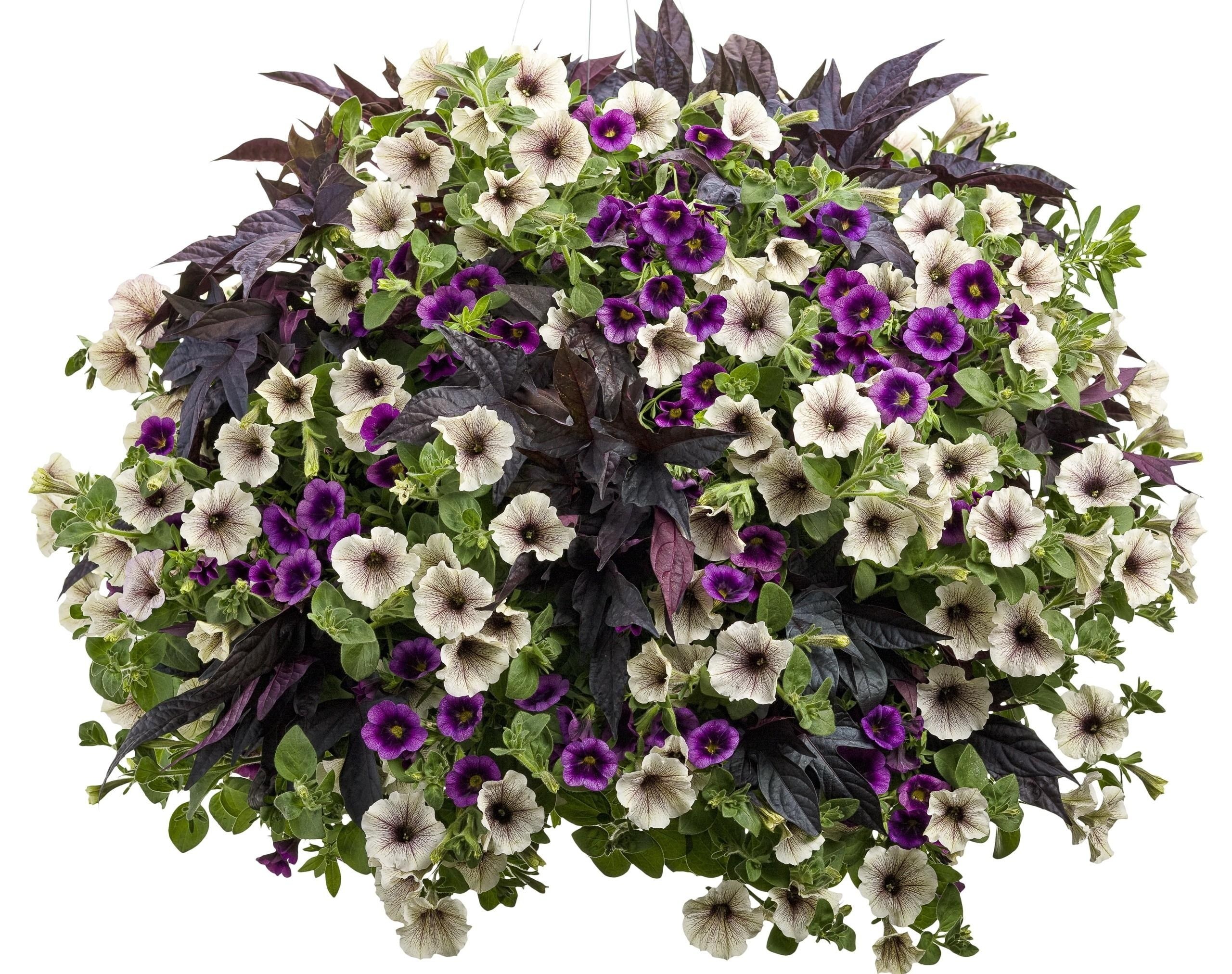 purple and white petunia basket
