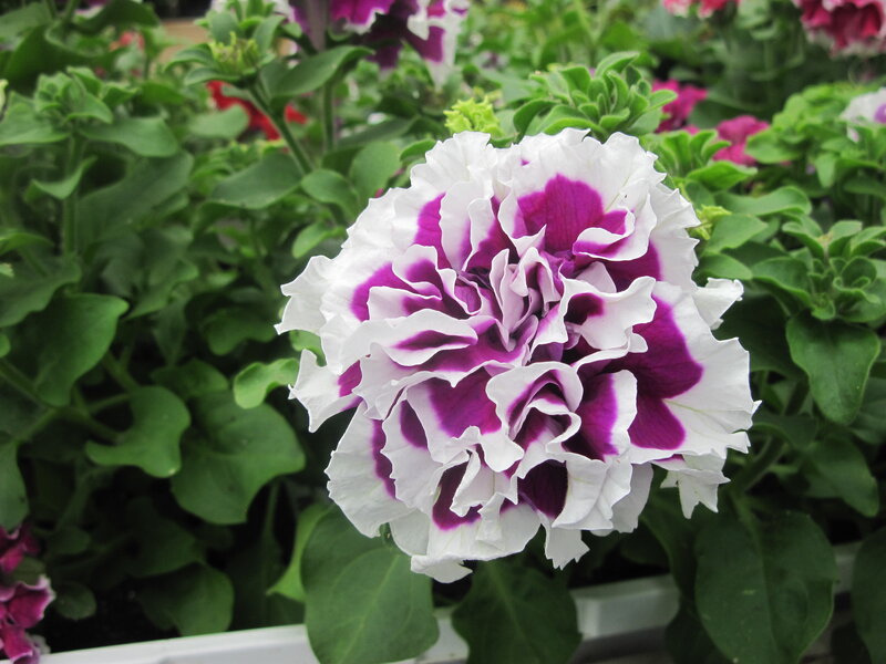 Purple and White Petunia — Calm, Photograph