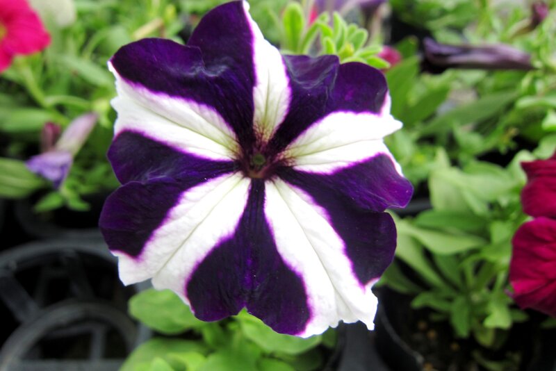 Purple and White Petunia — Calm
