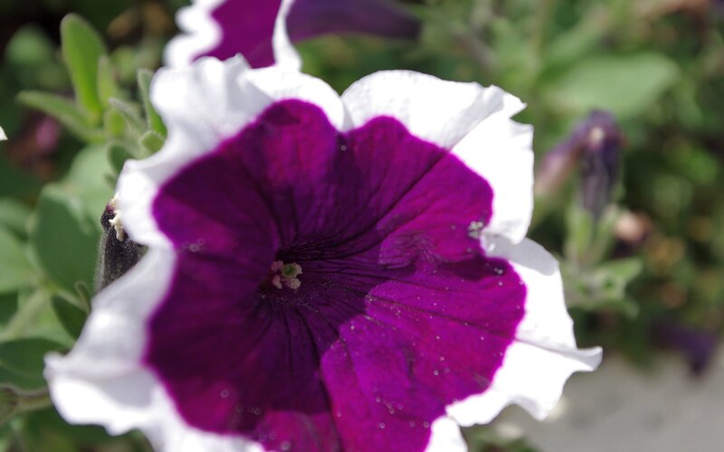 purple and white petunia flower