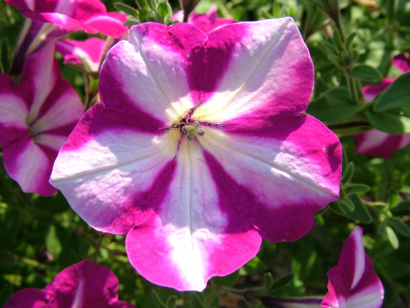 Purple and white petunia flower
