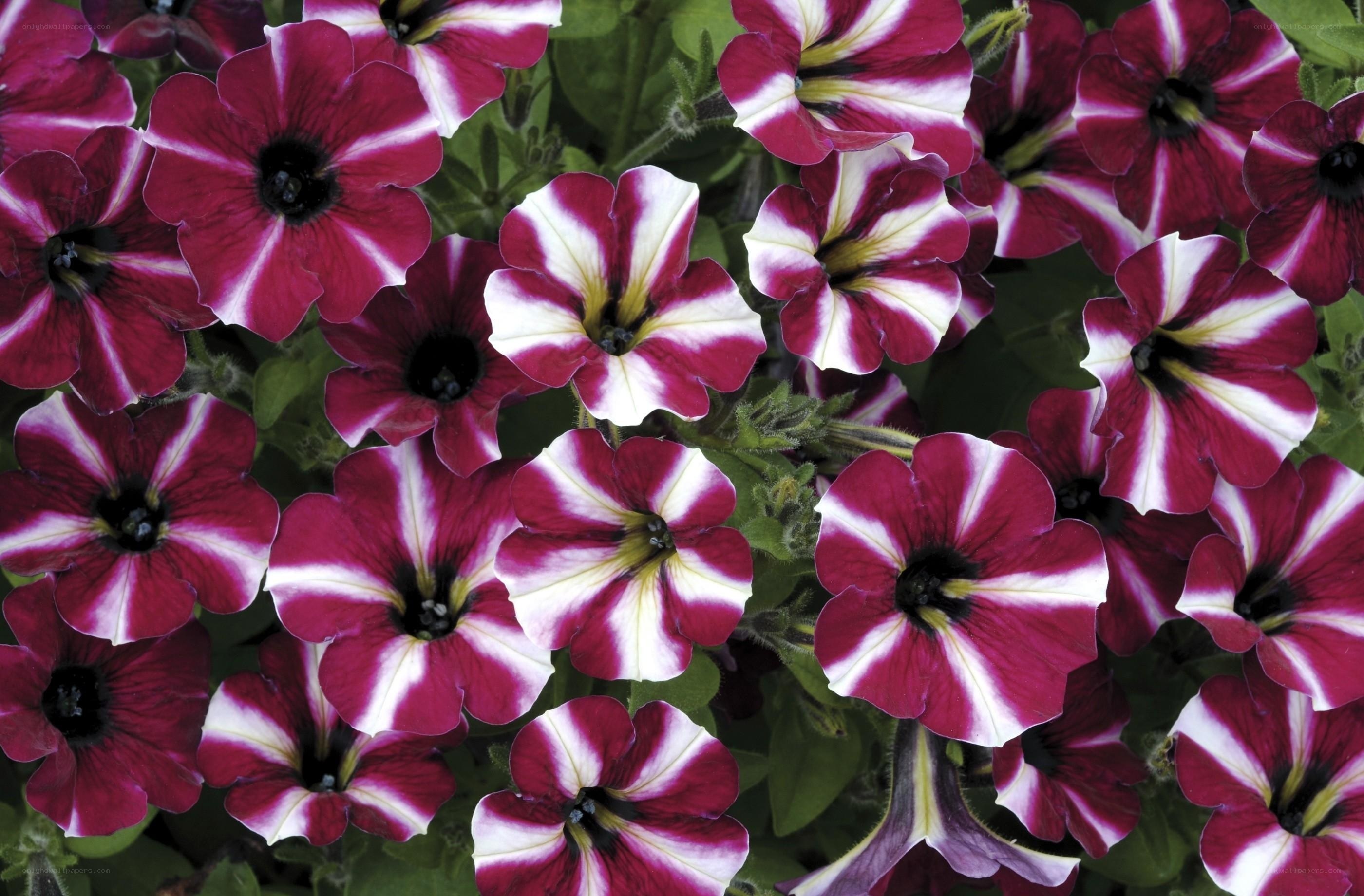 purple and white petunia flowers