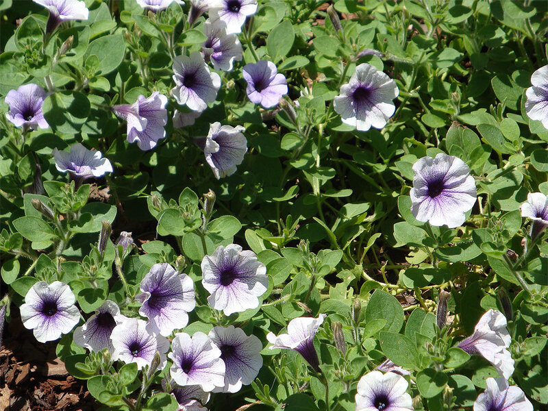 purple and white petunia flowers