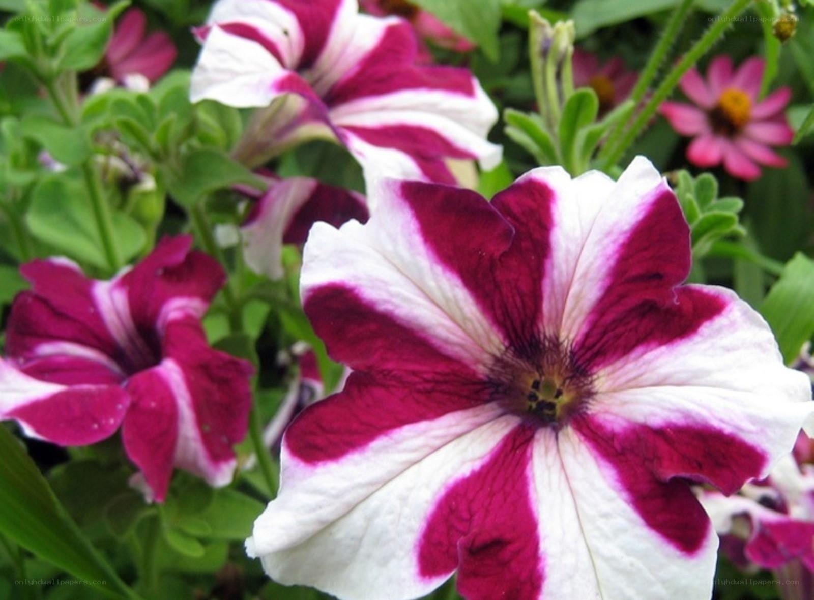 Purple and white petunia flowers