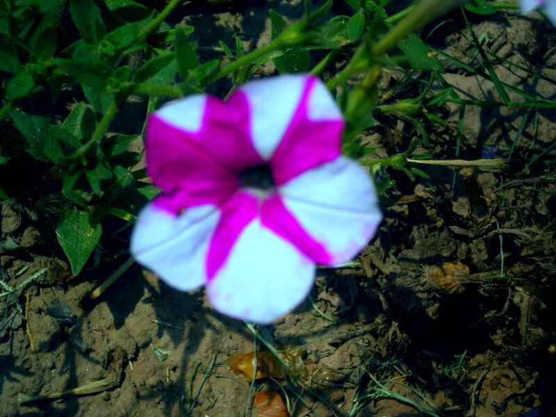 Purple and White Petunia — Pink
