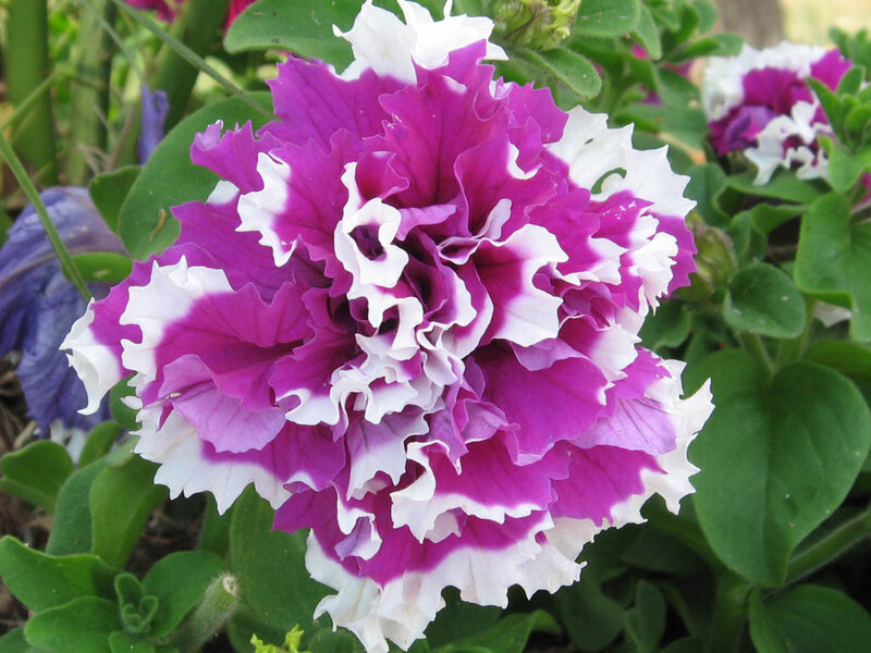Purple and White Petunia