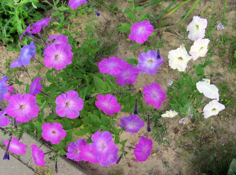 purple and white petunias