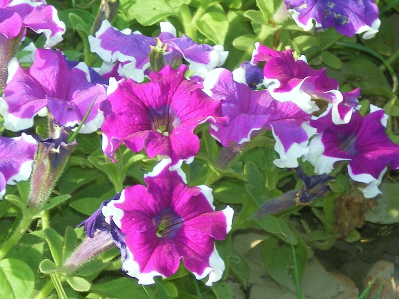 purple and white petunias