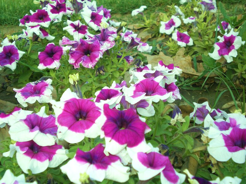purple and white petunias