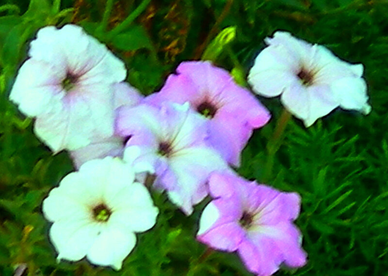 purple and white petunias