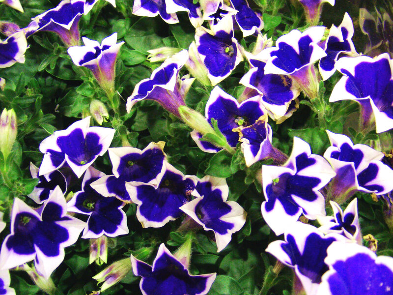 Purple and White Petunias — Blue