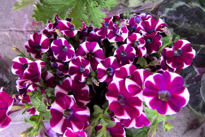 Purple and White Petunias — Calm