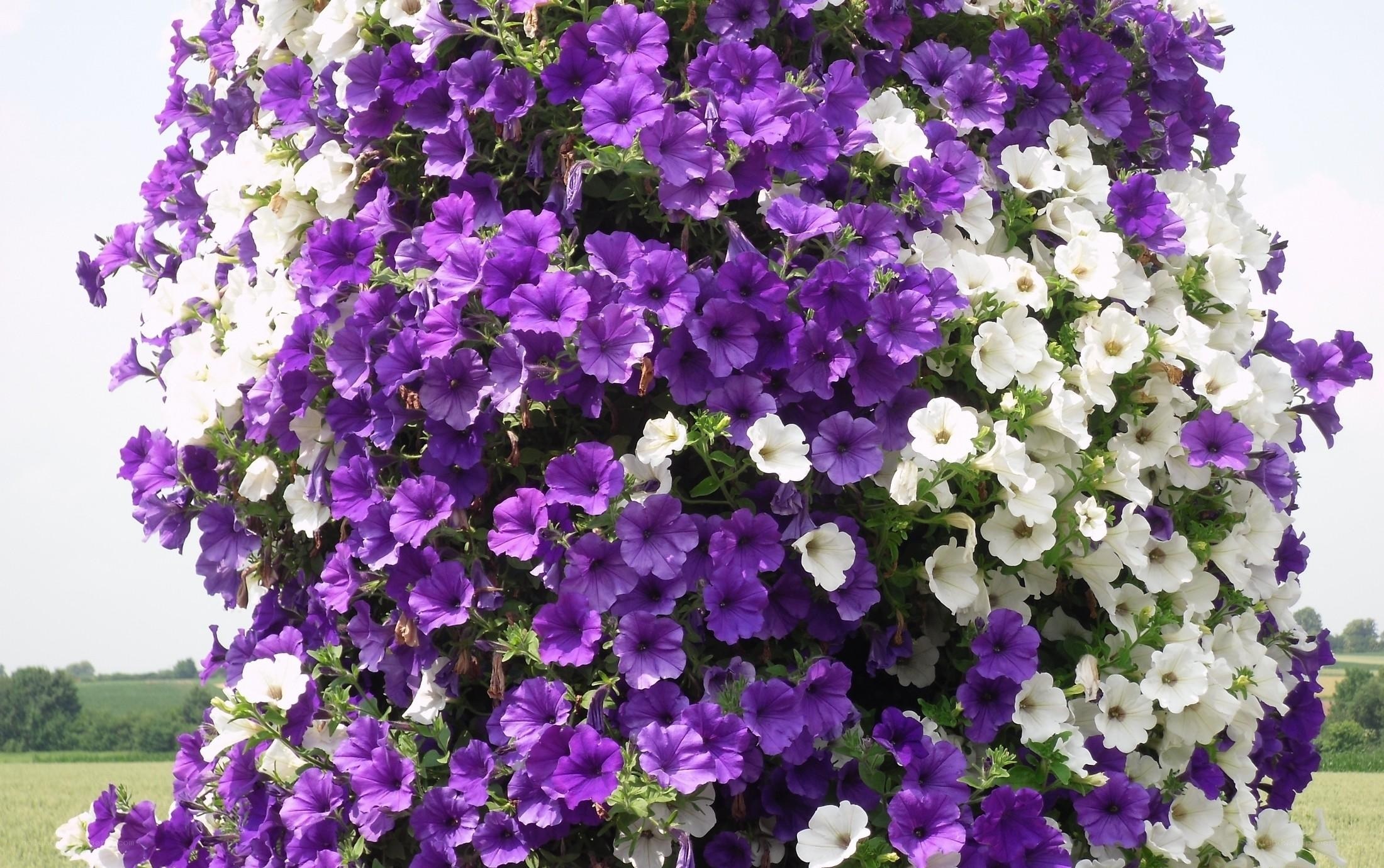 Purple and white petunias in a hanging basket