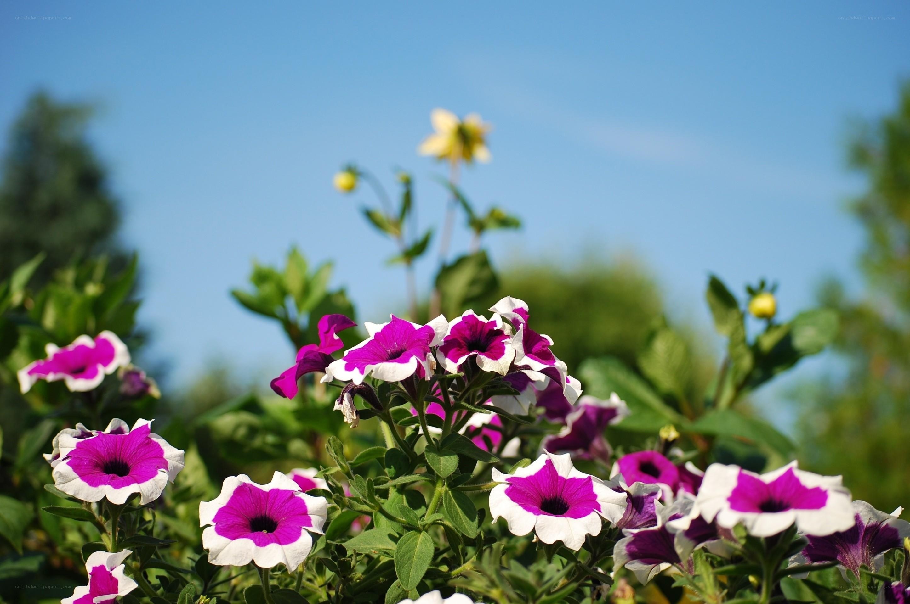 Purple and white petunias in garden