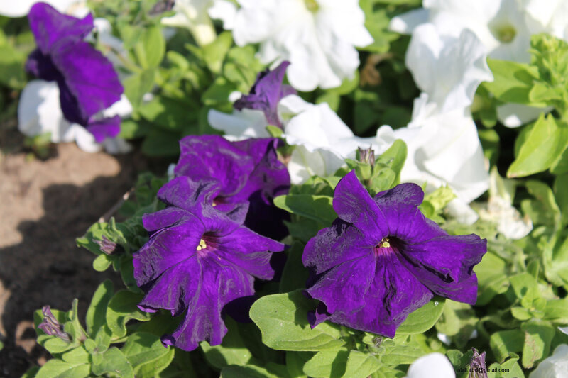 Purple and White Petunias — Serene