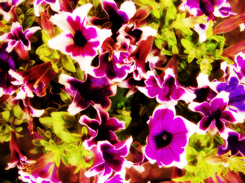 Purple and White Petunias — Vibrant
