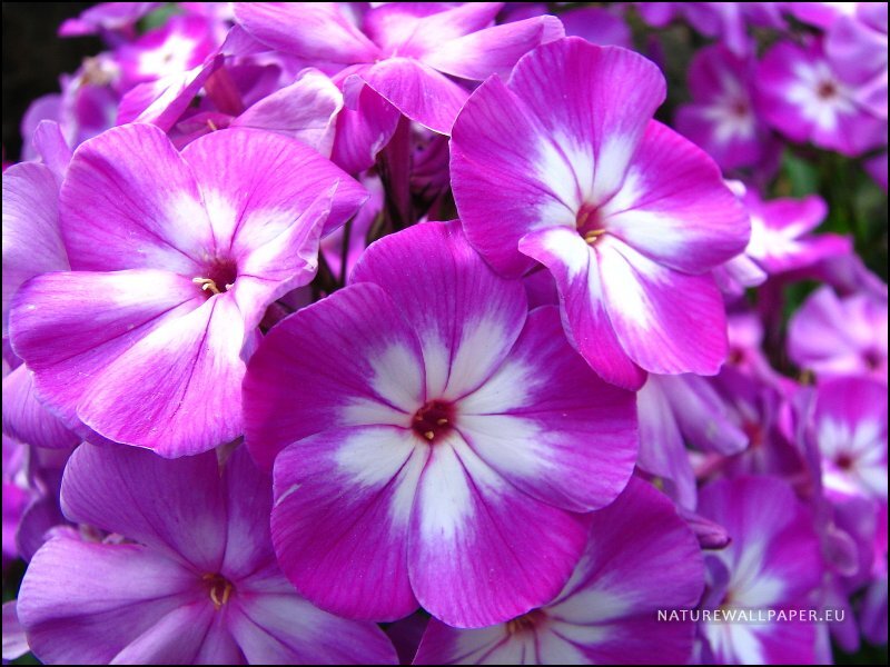 Purple and White Phlox Flowers — Calm